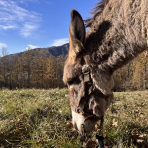 Il mio primo asino